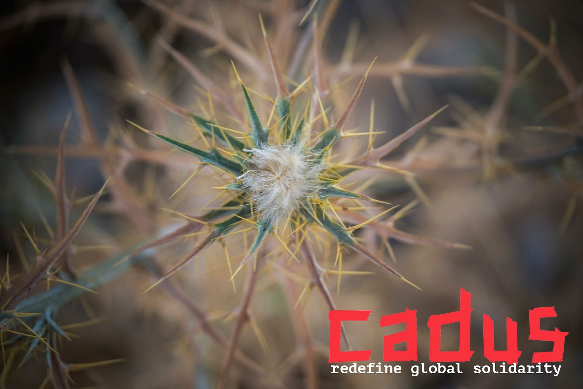 phnx-goes-cadus-but-why-feature-cadus_distel_foto_homepage-8f28a589